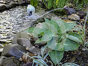 Beautiful Blue Angel Hosta Funkia with a lush leaf grows near a garden pond. Blue Hosta leaves on blurred background