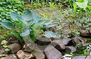 Beautiful Blue Angel Hosta Funkia with lush leaves grows near garden pond. Blue Hosta leaves on blurred background