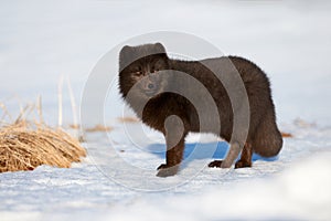 Beautiful blue arctic fox Alopex lagopus in the snow.