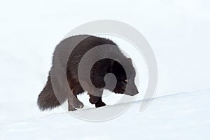 Beautiful blue arctic fox Alopex lagopus in the snow.