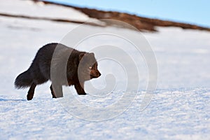 Beautiful blue arctic fox Alopex lagopus in the snow.