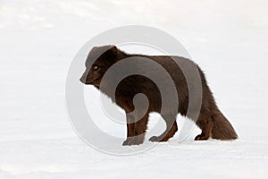 Beautiful blue arctic fox Alopex lagopus in the snow.