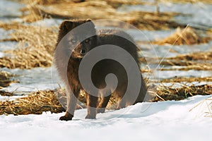 Beautiful blue arctic fox Alopex lagopus in the snow