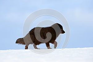 Beautiful blue arctic fox Alopex lagopus in the snow