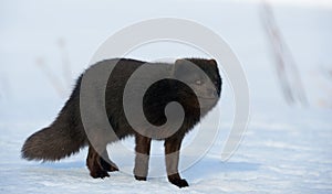 Beautiful blue arctic fox Alopex lagopus in the snow