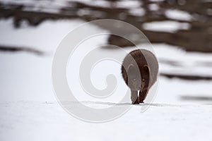 Beautiful blue arctic fox Alopex lagopus in the snow