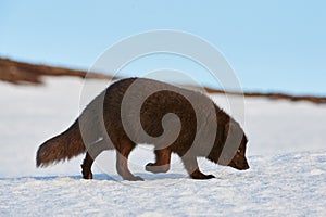 Beautiful blue arctic fox Alopex lagopus in the snow