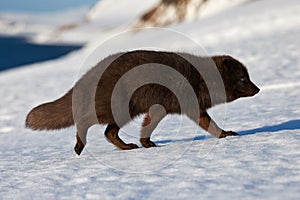 Beautiful blue arctic fox Alopex lagopus in the snow