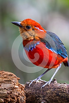 The beautiful Blue-banded pitta, Malaysia.