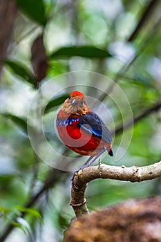 The beautiful Blue-banded pitta, Malaysia.