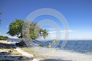 A Tree on the Beautiful Beach