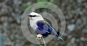 Beautiful Blue Bellied Roller 4K