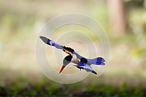 Beautiful blue bird with black head and red bills perching expos. Black-capped kingfisher flying with shrimp