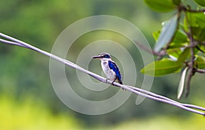 Beautiful blue bird Collared kingfisher, White-collared kingfisher, Mangrove kingfisher on branch