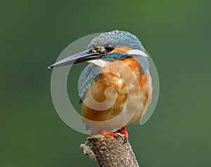 Beautiful blue bird with details of brown chest feathers, Common