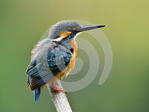 Beautiful blue bird with details of its feathers from head to ta