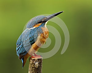 Beautiful blue bird with details of its feathers from head to ta