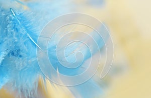 Beautiful blue bird feather or plume