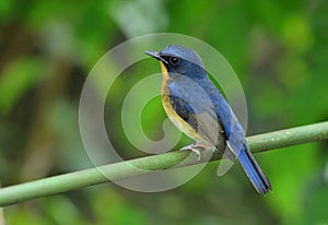 Beautiful blue bird, Hill Blue Flycatcher (banyumas cyornis) per