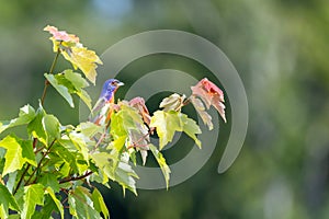 A beautiful blue bird, a male painted bunting Passerina ciris, sits on a tree branch in the sun