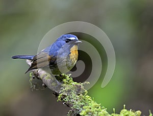 Beautiful blue bird with orange chest and white brows perching o