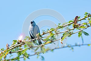 Beautiful blue bird perched in a tree singing in the sunlight.