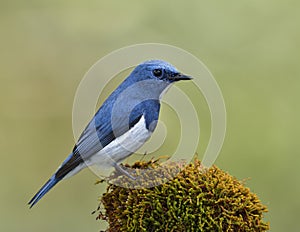 Beautiful blue bird perching on mossy spot over far blur green b