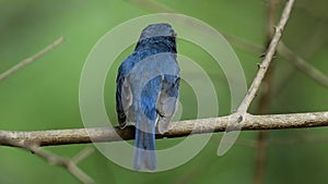 Beautiful blue bird singing while perching on tree branch
