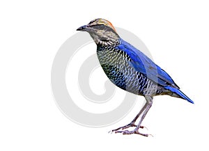 Beautiful blue bird with stripe belly and red head fully traight standing isolated on white background, male of Blue Pitta