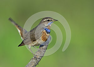 Beautiful blue bird wagging its tail while perching on the branch ready to jump off, Bluethroat & x28;Luscinia svecica& x29;