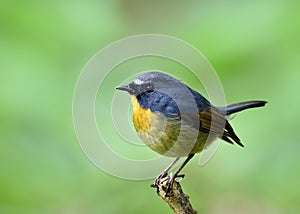 Beautiful blue bird with yellow chest and white brows perching o