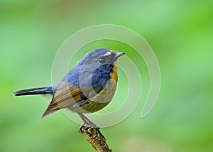 Beautiful blue bird with yellow chest and white brows perching o