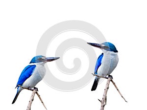 Beautiful blue birds perching on thin branch isolated on white b