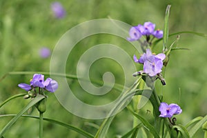 Beautiful Blue Blossoms are Wildflowers Blooming in March