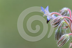 Beautiful blue Borage starflower on right side macro with copy space