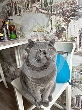 a beautiful blue British cat is sitting on a chair