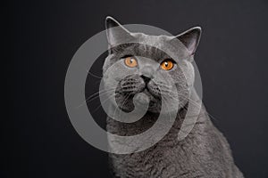 beautiful blue british shorthair cat portrait on dark gray or black background