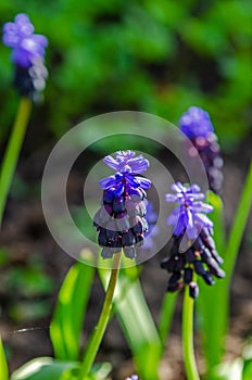 Beautiful blue Broad-leaved grape hyacinth bloom in the garden