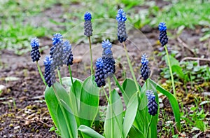 Beautiful blue Broad-leaved grape hyacinth bloom in the garden