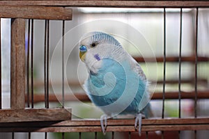 Beautiful blue budgie parrot sitting in a cage