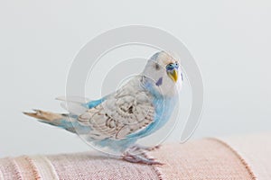 Beautiful blue budgie parrot sitting on the sofa