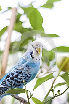 A beautiful blue budgie sits without a cage on a house plant. Tropical birds at home