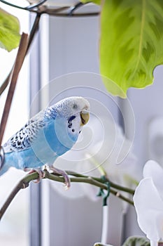 A beautiful blue budgie sits without a cage on a house plant. Tropical birds at home