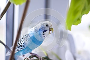 A beautiful blue budgie sits without a cage on a house plant. Tropical birds at home