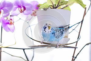 A beautiful blue budgie sits without a cage on a house plant. Tropical birds at home