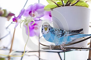 A beautiful blue budgie sits without a cage on a house plant. Tropical birds at home