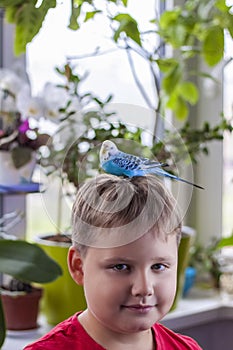 A beautiful blue budgie sits on the head of a child. Tropical birds at home