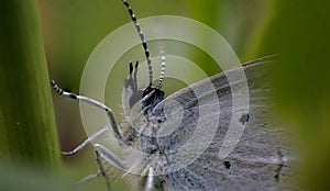 Beautiful blue butterfly Aricia anteros on grass, spring