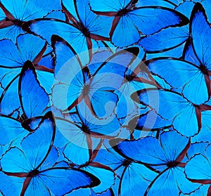Beautiful blue butterfly background texture.