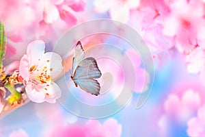 Beautiful blue butterfly and branch of blossoming cherry in spring on blue and pink background macro. Amazing elegant artistic